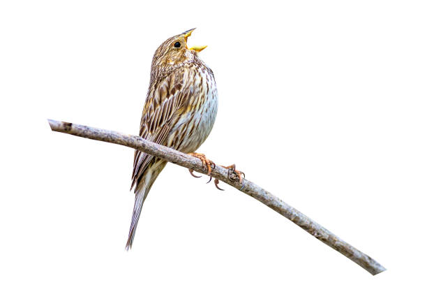 istock Singing cute bird. Isolated bird photo. White background. Corn Bunting. Emberiza calandra 1162834672