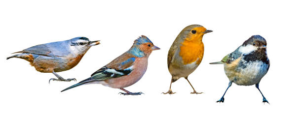 istock Cute isolated birds. White background. Left to right: Nuthatch, Chaffinch, Robin, Coal Tit. 1162834689