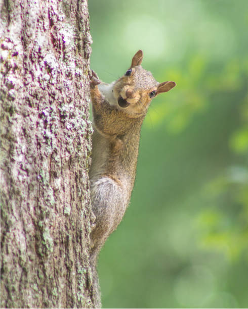 istock Squirrels in a Suburban Garden Having Breakfast 1162837217