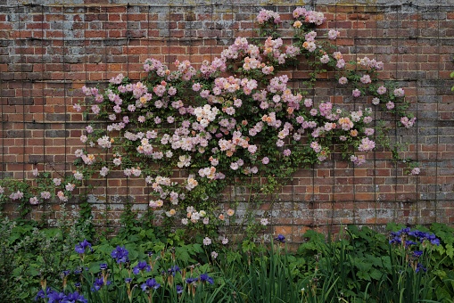 Rambling rose (Phyllis bide) in bloom, against red stone wall and greenery with blue flowers