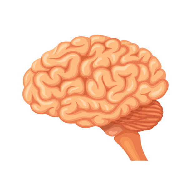 뇌 해부학 벡터 - 사람 뇌 일러스트 stock illustrations