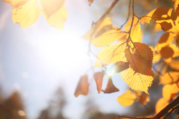 istock Autumn background in the park 1162838119