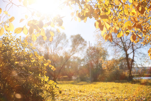istock Autumn background in the park 1162838344
