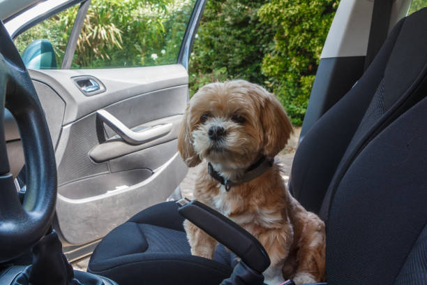 istock Lhasa Apso dog in a car 1162839148