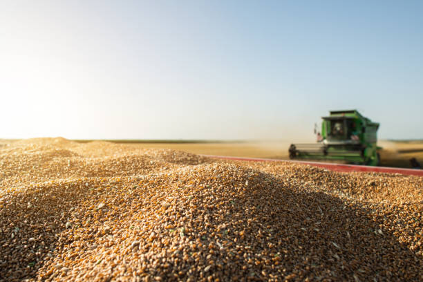 istock Harvesting of wheat field in summer 1162839335