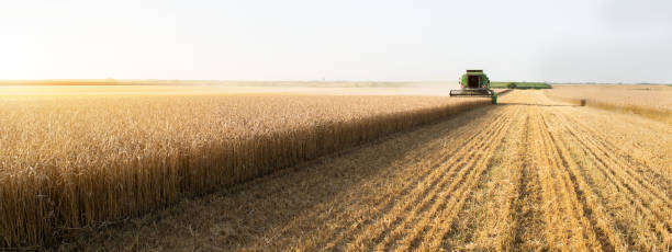 istock Harvesting of wheat field in summer 1162839349