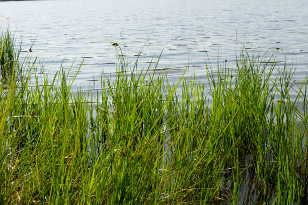 istock swamp bank in the reeds 1162840192
