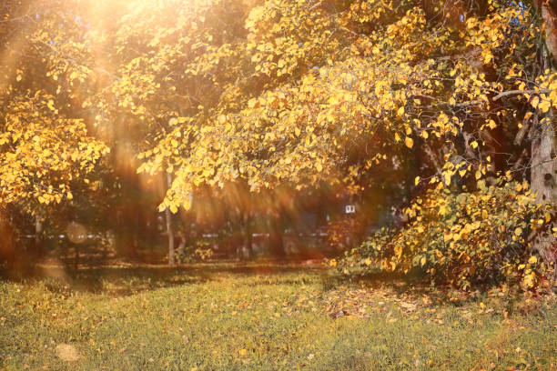 istock Autumn background in the park 1162840266