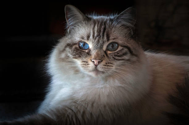 Dark night time natural (minimal) light long exposure studio portrait of a curious young furry, fluffy longhair male cat looking sideways at the camera.