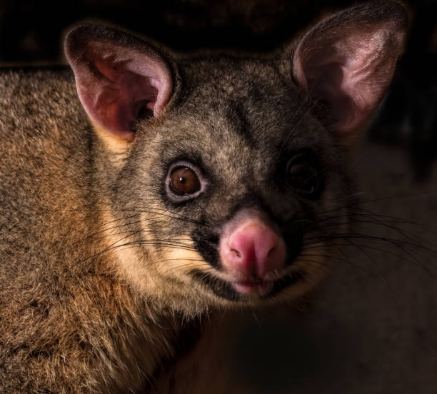 A brush-tailed possum close-up of the face. A young brush-tailed Australian possum in the dark with light reflected on its face - staring at the camera with large brown eyes. possum nz stock pictures, royalty-free photos & images