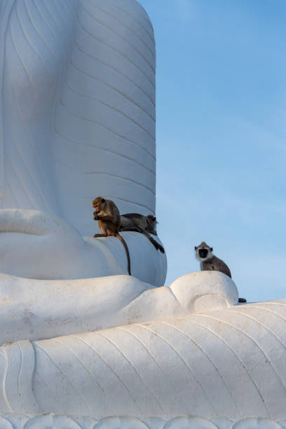 Buddha statue with monkeys Monkeys playing on a giant white Buddha statue. mihintale stock pictures, royalty-free photos & images