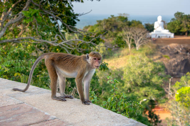 Macaque monkey Macaque monkey standing with a giant white Buddha statue in the background in Mihintale. mihintale stock pictures, royalty-free photos & images
