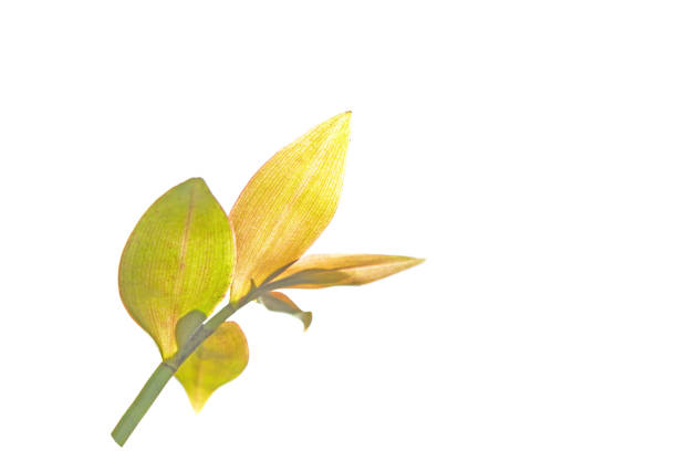 istock New leaves of Dendrobium aphyllum. 1162841584