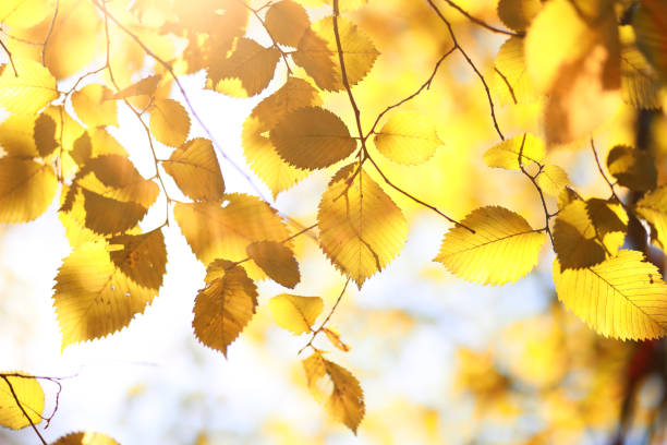istock Autumn background in the park 1162841653