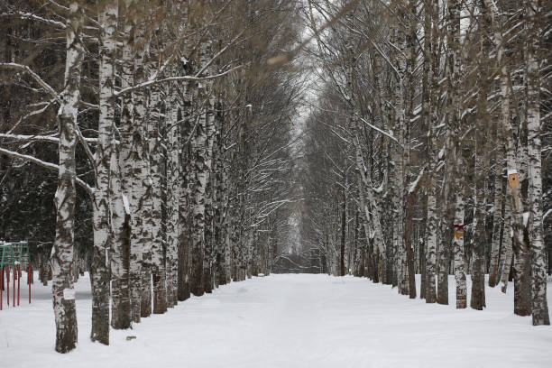 Winter snowy day in a beautiful at the edge of the forest