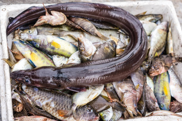 extraña anguila como el pez serpiente - eel trap fotografías e imágenes de stock