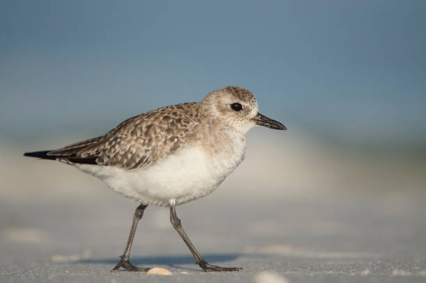 istock A Black-bellied Plover walks on a sandy beach in bright sun with a smooth blue background. 1162847329