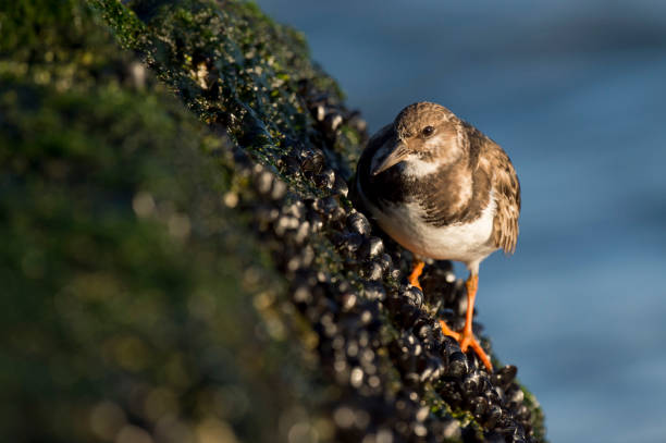 ruddy turnstone стоит на крутой скале пристани, покрытой мидиями на утреннем солнце. - mussells стоковые фото и изображения