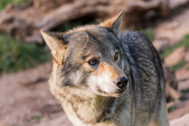 istock Close up portrait of a grey wolf 1162847565