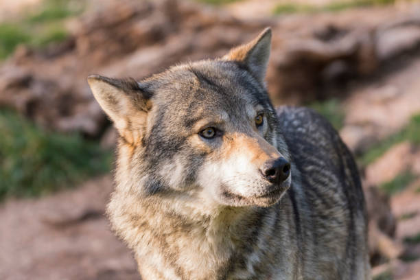 istock Close up portrait of a grey wolf 1162847594