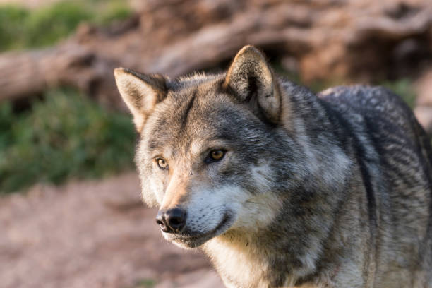 Close up portrait of a grey wolf stock photo
