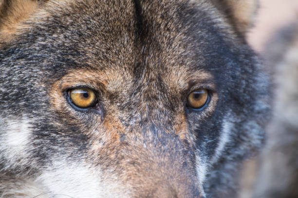 istock Close up portrait of a grey wolf 1162847621