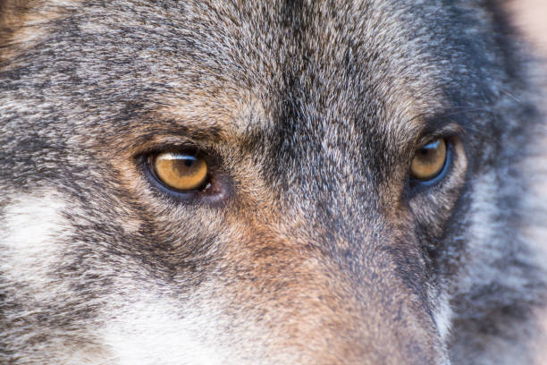 istock Close up portrait of a grey wolf 1162847624
