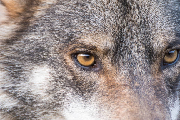 istock Close up portrait of a grey wolf 1162847628