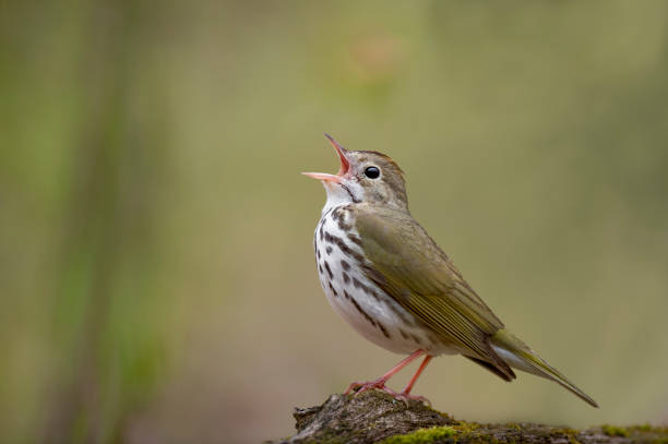 A close-up Ovenbird perched on a log in soft overcast light as it sings loudly in front of a smooth green background.