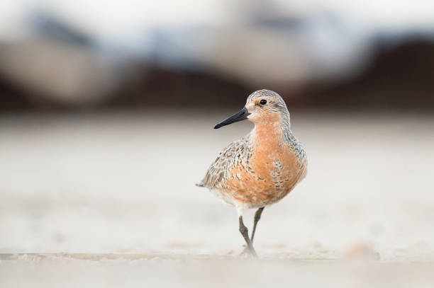 istock A handsome Red Knot stands on the beach just before sunrise.  The soft light really shows off the colors of these birds. 1162848934