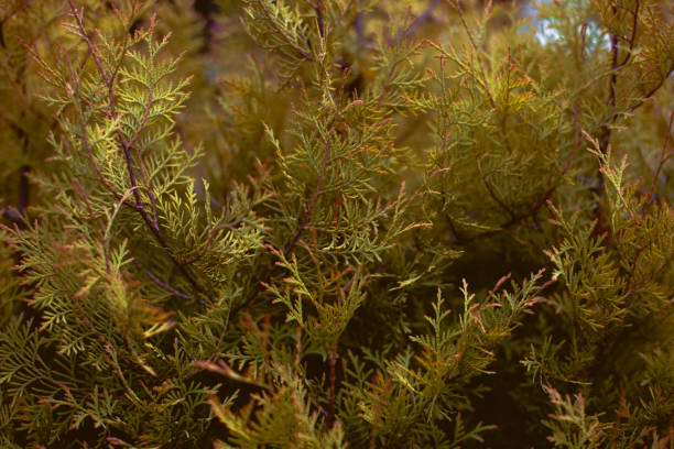 istock Christmas juniper floral background with dark green three.x 1162849193
