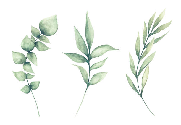 ilustrações de stock, clip art, desenhos animados e ícones de set of watercolor green leaves clipart - folha-de-eucalipto