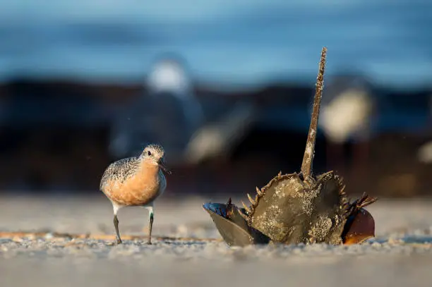 Photo of A Red Knot stands next to an upside down Horseshoe Crab with its tail sticking up in the air on a sandy beach in the morning sunlight.