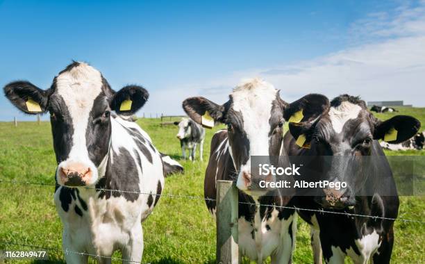 Gamar Sapi Perah Sapi Perah Di Ladang Berumput Dan Langit Biru Foto Stok - Unduh Gambar ...