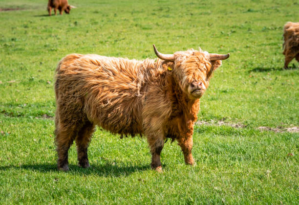 istock Highland cattle in a pasture 1162850091