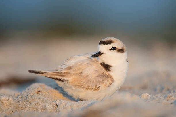 un petit ploverover neigeux léger se tient sur une plage de sable clair avec un fond brun et bleu lisse dans la lumière du soleil tôt le matin d'or. - sandy brown photos photos et images de collection