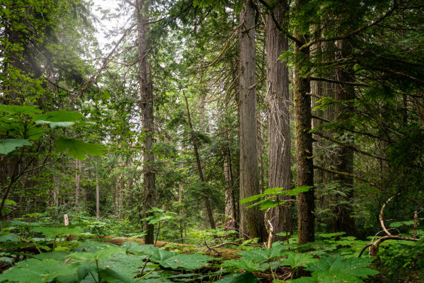 istock Majestic evergreen forest in summer 1162850105