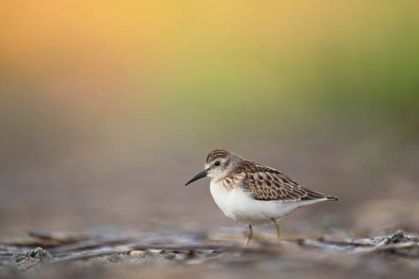 A tiny Least Sandpiper stands on the ground in soft light with a smooth green and orange background. stock photo