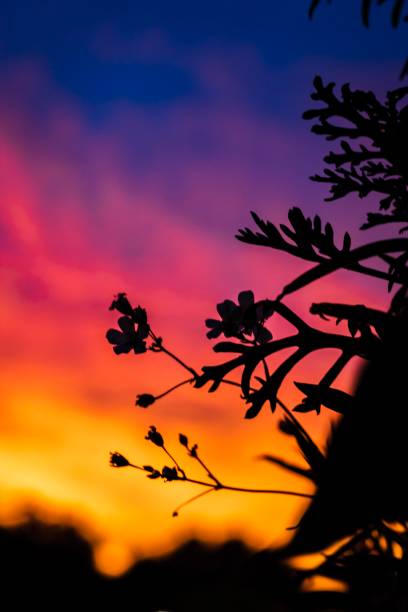 istock plant in the sunset 1162850582