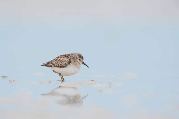 istock A Least Sandpiper stands in shallow wet sand with its reflection in soft light with a smooth light blue background. 1162850675