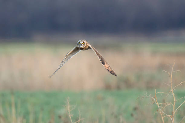 istock A Short-eared Owl flies over a field in soft overcast light with a smooth background. 1162851356