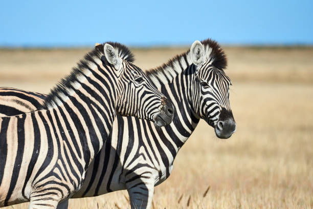 istock Two beautiful zebras in the African savannah. 1162851365