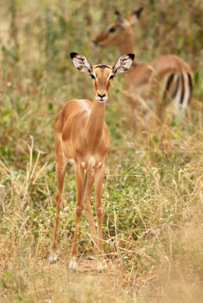 istock Young female impala, Aepyceros melampus 1162851476