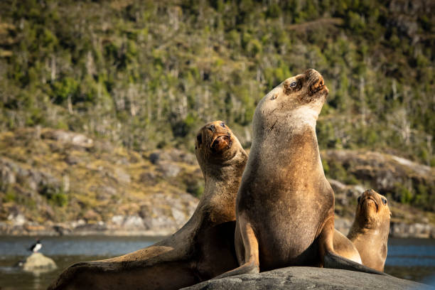 istock South American sea lion at Estero Coloane  - Chile 1162851543
