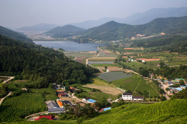 istock Green Tea Field Daehan Dawon At Boseong 1162851571