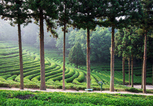 istock Green Tea Field Daehan Dawon At Boseong 1162851585