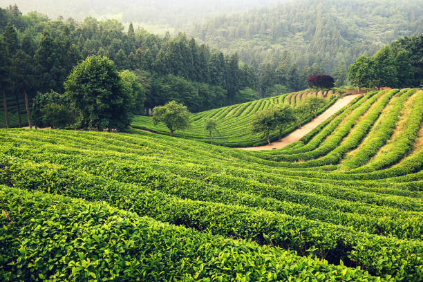 istock Green Tea Field Daehan Dawon At Boseong 1162851622