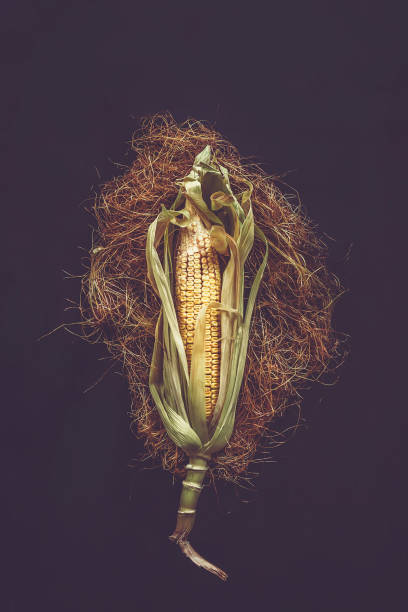 Single Corn on the Cob on black