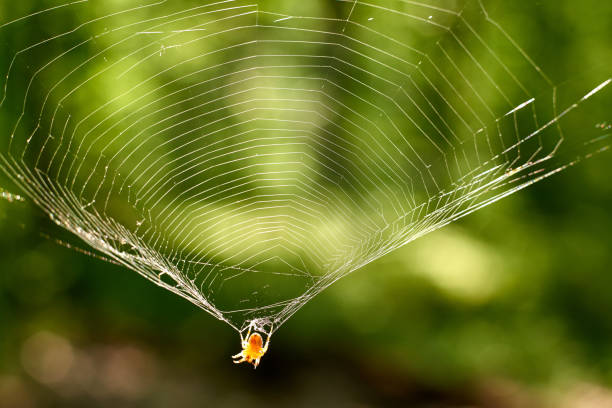 istock the spider is hanging on the web to glow reflecting the sun's rays. 1162852355