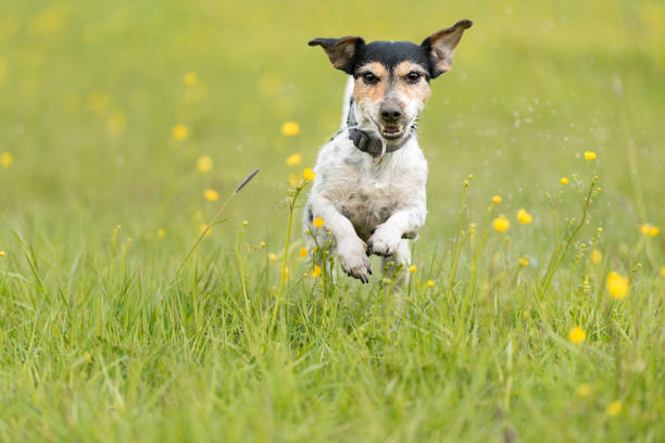 istock Dog running over dripping wet meadow - Jack Russell terrier seven years old 1162852364